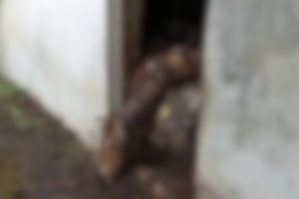 लापरवाही गायों की मौत