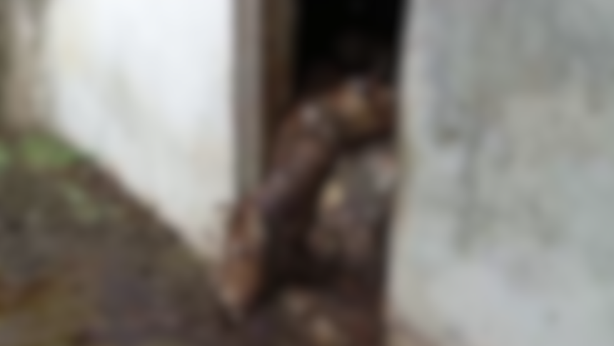 लापरवाही गायों की मौत